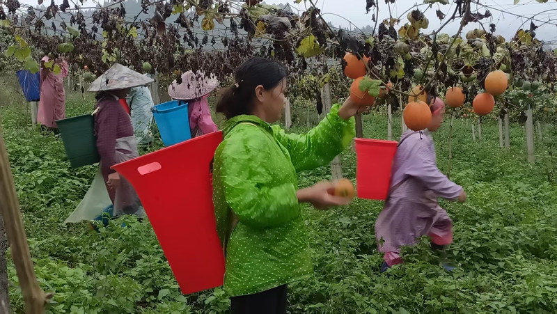 瓜農們忙于搶收吊瓜。