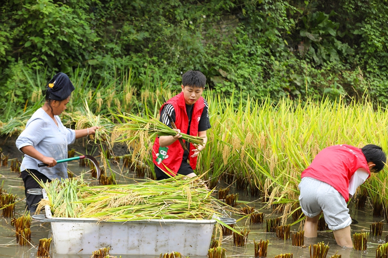 青年志愿者正在田間搶收稻谷。劉夢 攝 (1)