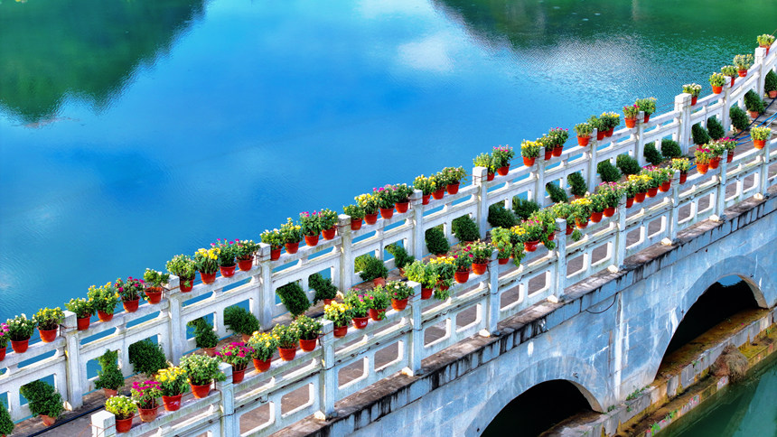 玉帶橋上擺滿各種菊花。