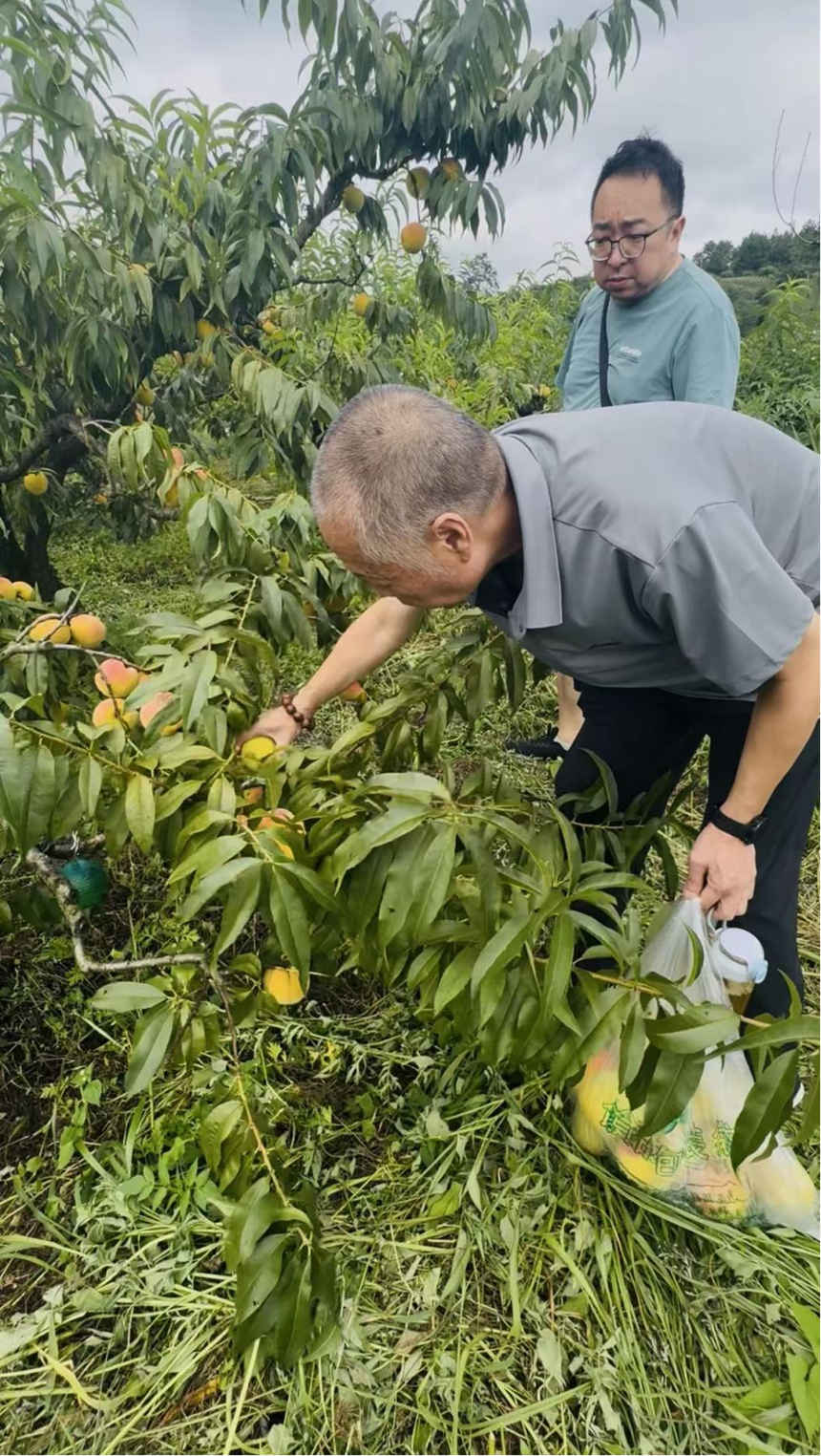 游客在偏坡布依族鄉下院村黃桃園體驗采摘樂趣。下壩鎮供圖