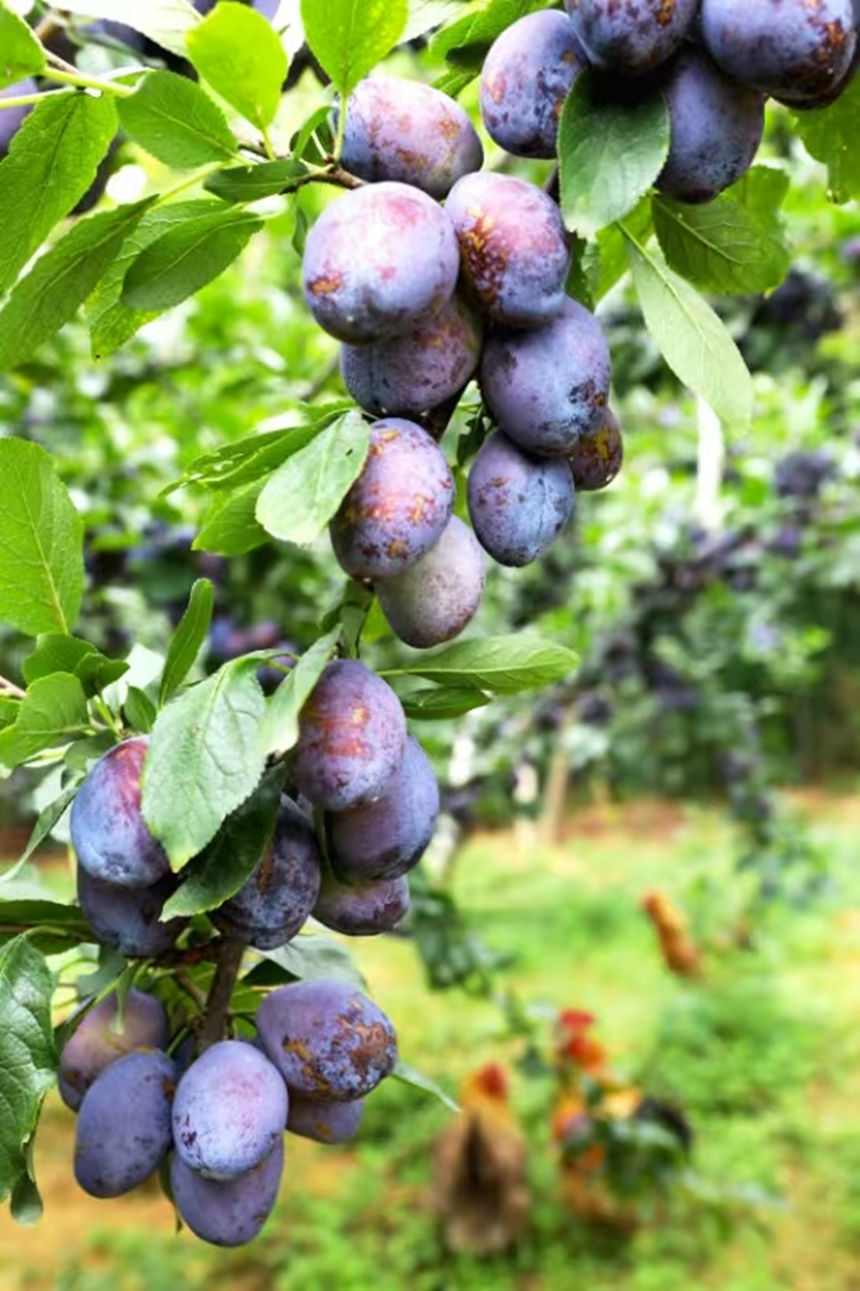 新堡布依族鄉馬頭村西梅種植園的西梅水果。鄢永華攝