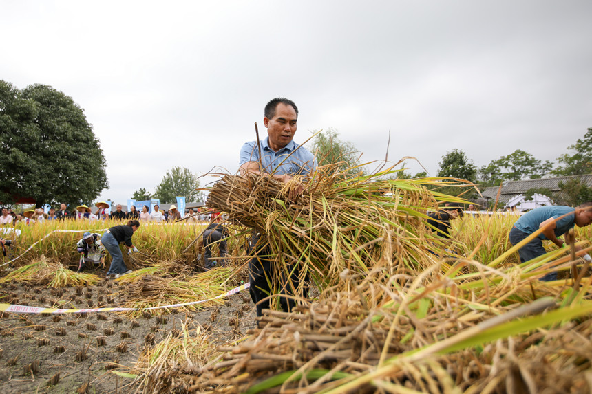 參賽人員進行農耕四項賽秋收（賽場收谷）項目。石銀超攝