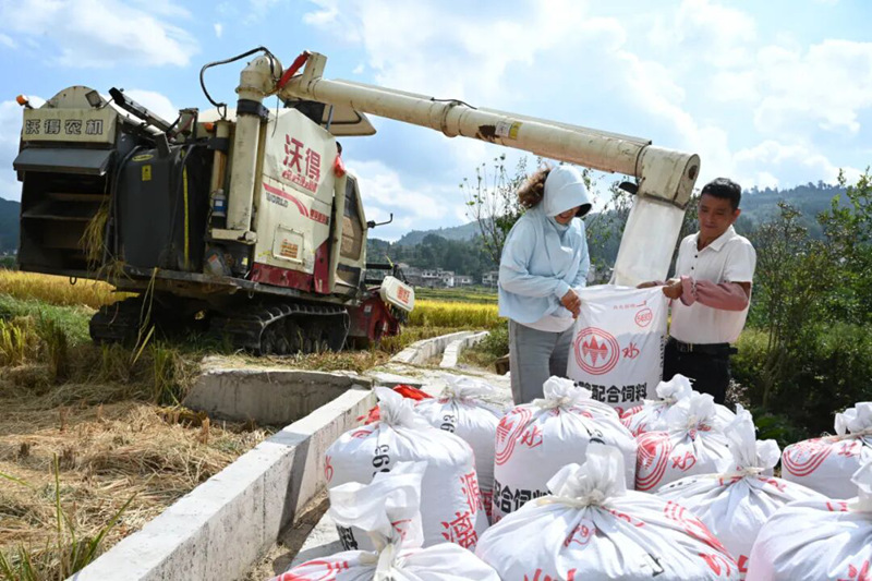 包裝收割的稻谷。