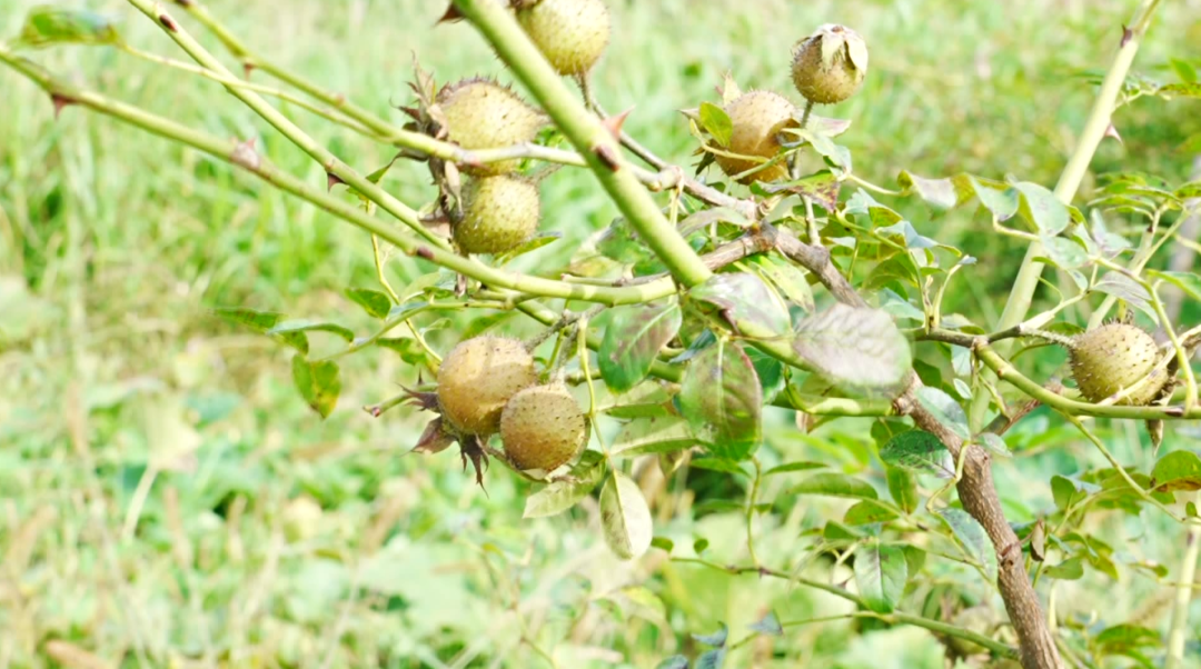 小果子撬動大產業 托起群眾甜日子。