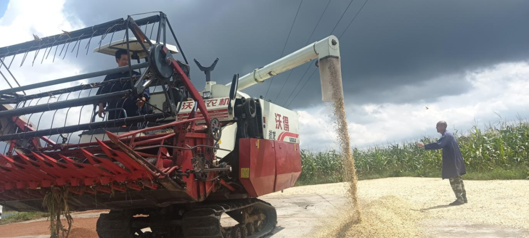 農業產業與科技賦能助力豐收季。