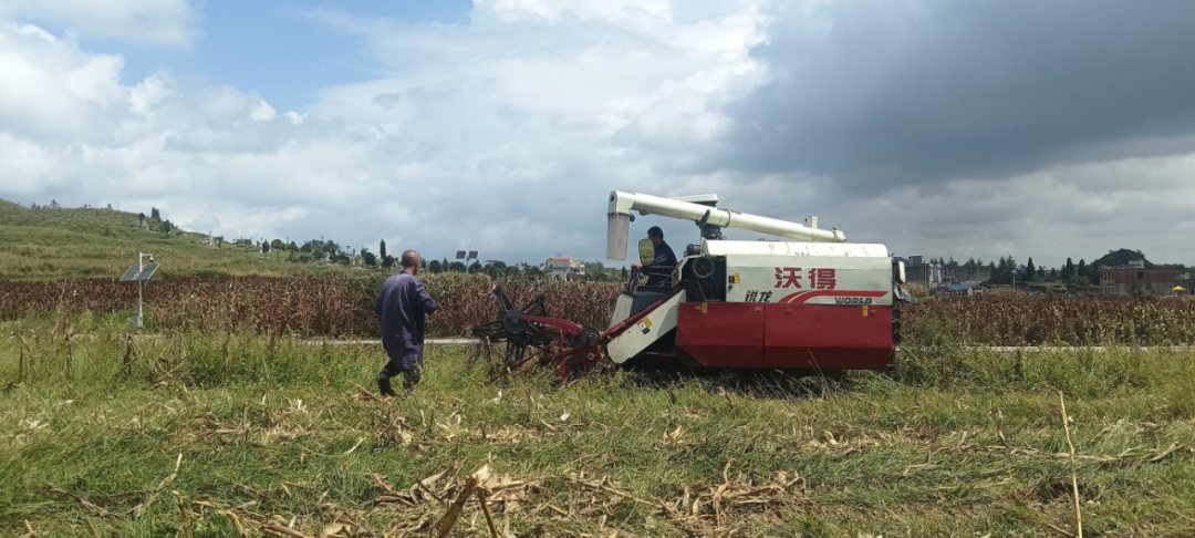 農業產業與科技賦能助力豐收季。