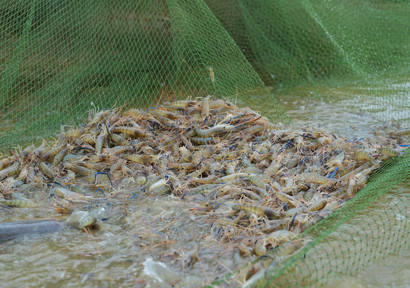 貴州平壩羅氏蝦豐收上市。