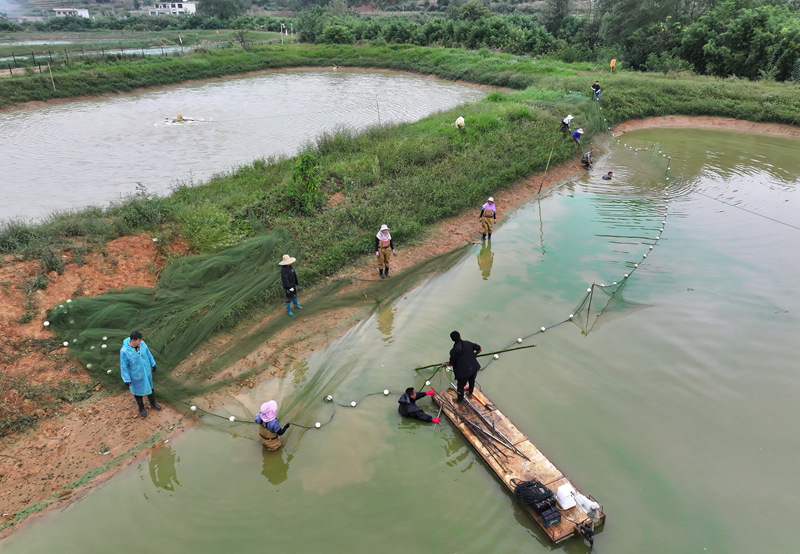 貴州平壩羅氏蝦豐收上市。
