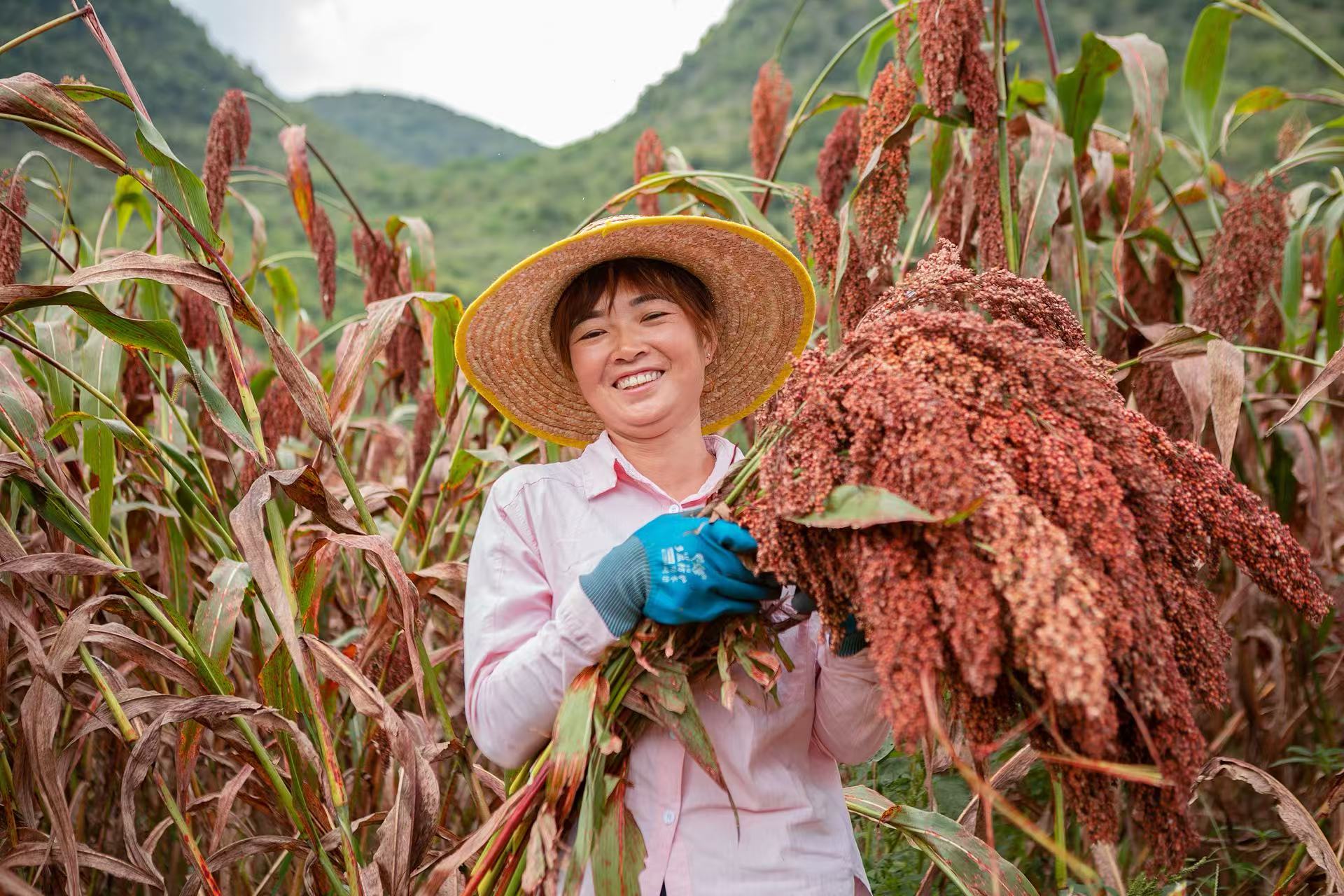 豐收的喜悅洋溢在農戶的臉上.
