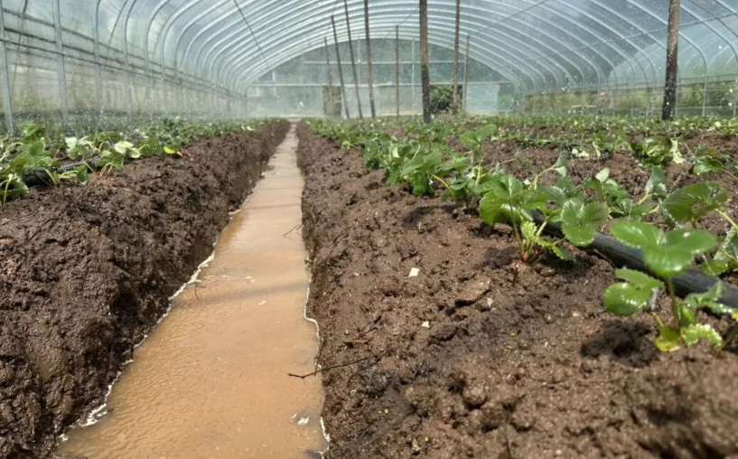 村民正在移栽草莓。周琬祺攝