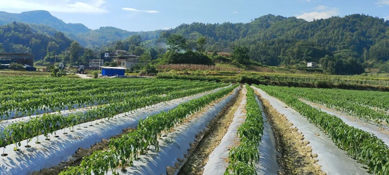 逢亭鎮祥腳村秋延晚辣椒種植基地.jpg