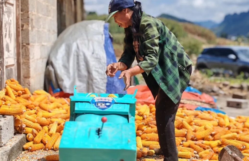 種植戶正在對玉米進行脫粒。陳忠校攝