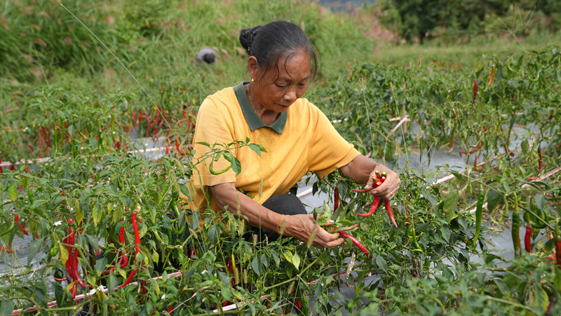 群眾在基地務工。