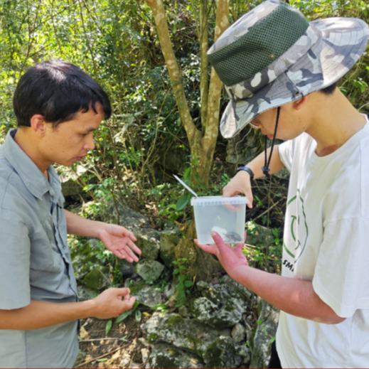 近日，貴州省安順市一名15歲的中學生趙耀宇在貴州茂蘭國家級自然保護區旅游期間，意外發現一只珍稀昆蟲——國家二級保護動物......