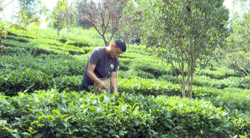 制茶師正在茶山采茶。