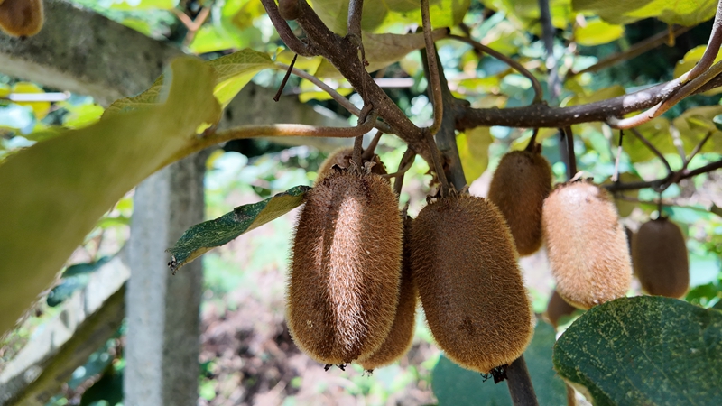 甜糯多汁的獼猴桃 胡鳳至 攝 (3)
