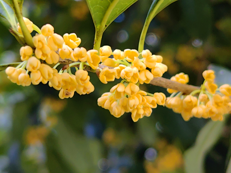 樹葉下，金燦燦的桂花。白雪攝