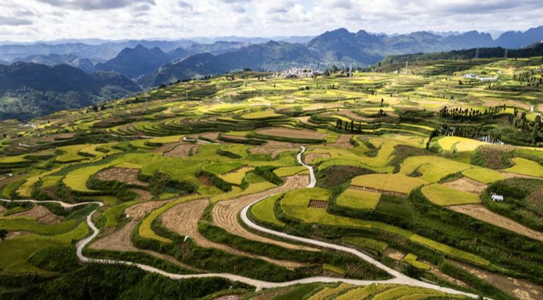貴州羅甸：顆粒歸倉繪“豐”景
