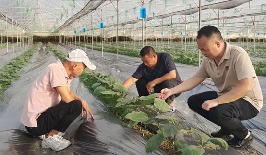 貴州羅甸：多措并舉扎實推進秋冬種工作2025年，全縣秋冬種計劃種植油菜5.3萬畝，小麥、馬鈴薯、雜豆等4.62萬畝，秋冬蔬菜9.6萬畝。