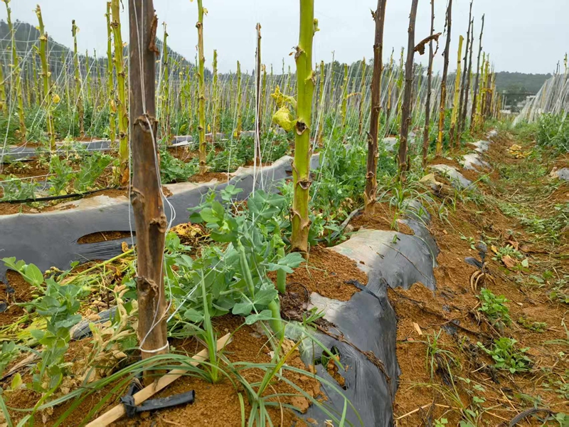 1 滴灌水肥一體化。.jpg