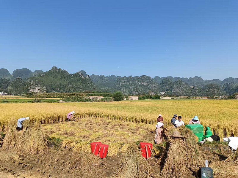 秋日萬峰林。