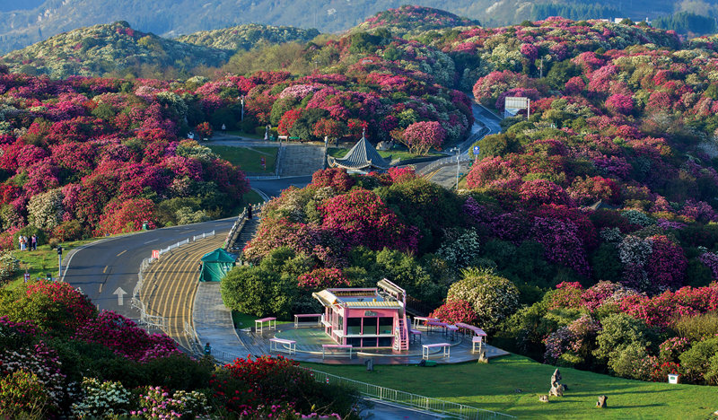 百里杜鵑五彩亭。梅培文