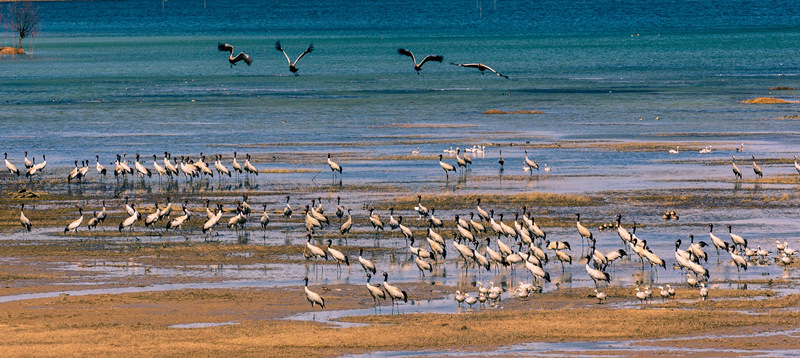 黑頸鶴。王俊卿攝