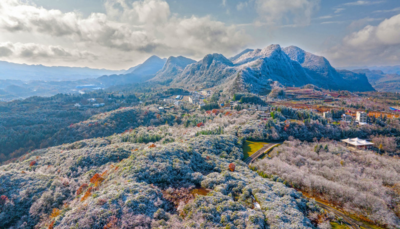霜染百里杜鵑。饒麗攝