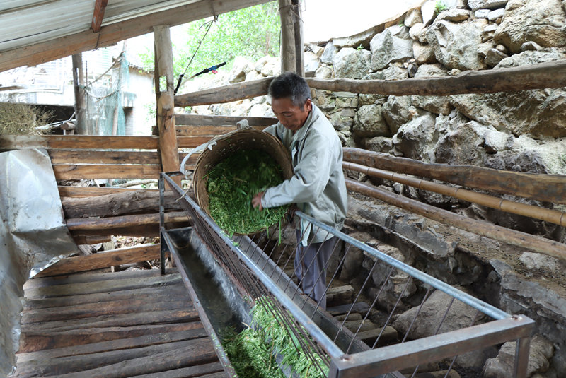 漁民曹大鮮就轉型成為了養殖戶。