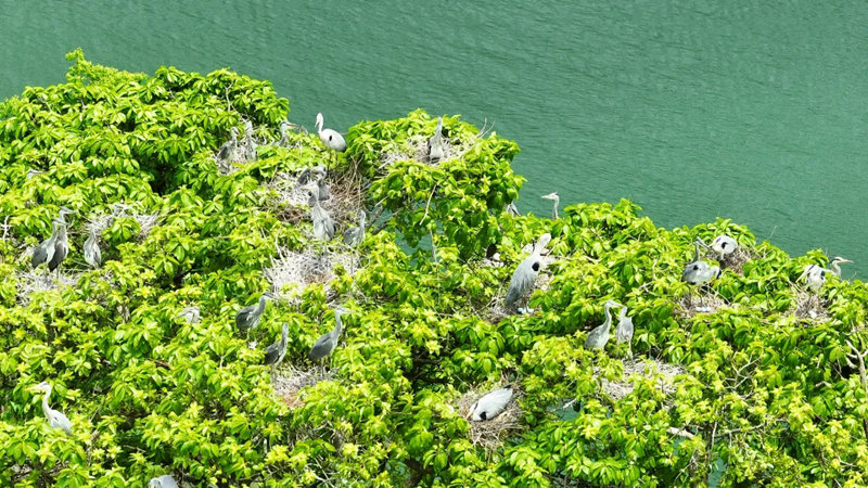 河畔蒼鷺偕春歸。陳桂良攝