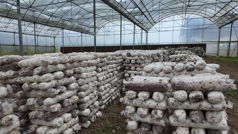 食用菌大棚內菌棒堆積，孕育 “金疙瘩”。羅金 攝.JPG