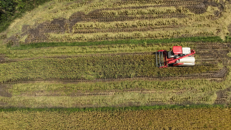 機械化收割水稻現場。