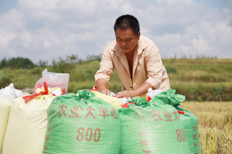 農戶正在打包稻谷。