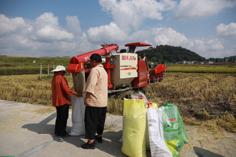 農戶正在進行卸糧。