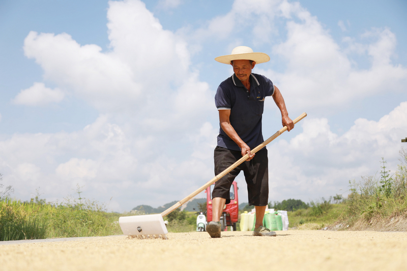 農戶正在晾曬稻谷。