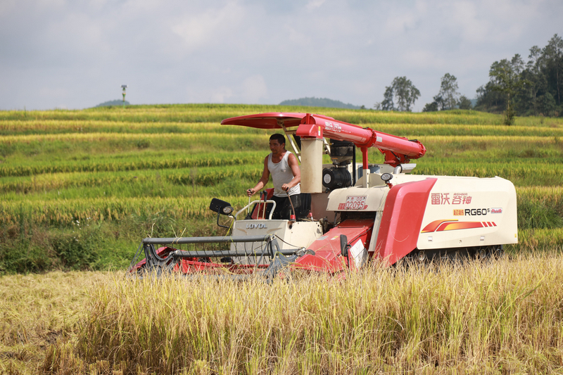 農機手正在機械化收割水稻。