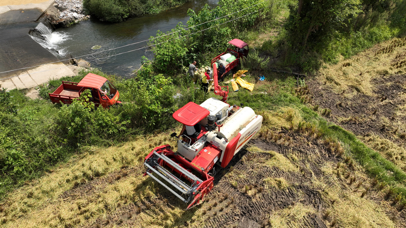 收割機正在卸糧。