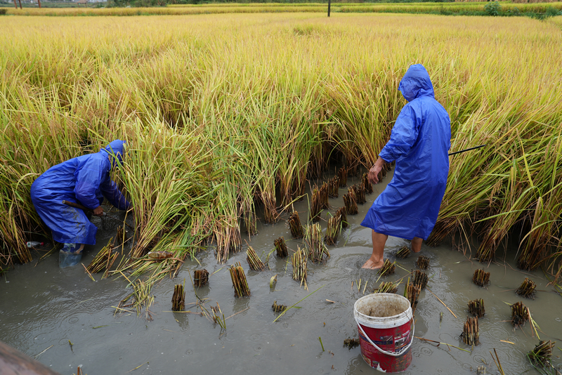 余下村村民正在捉魚。