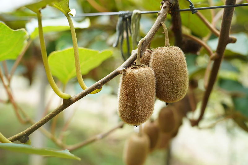 個大飽滿的獼猴桃。