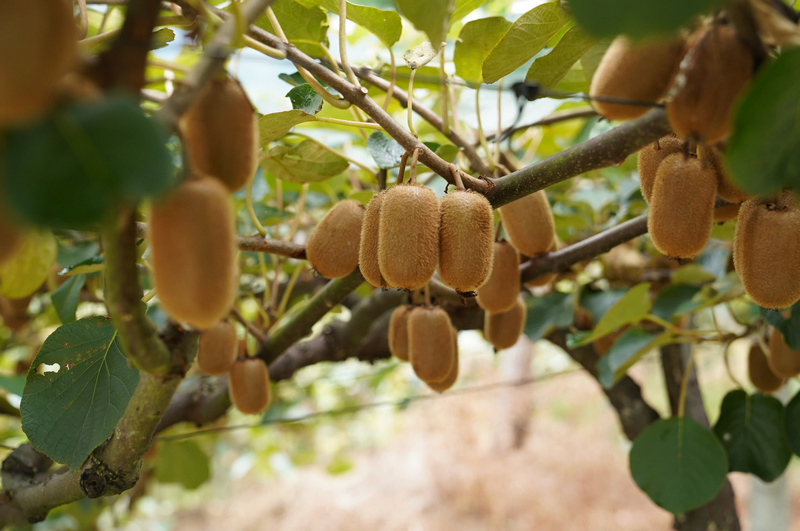 個大飽滿的獼猴桃。