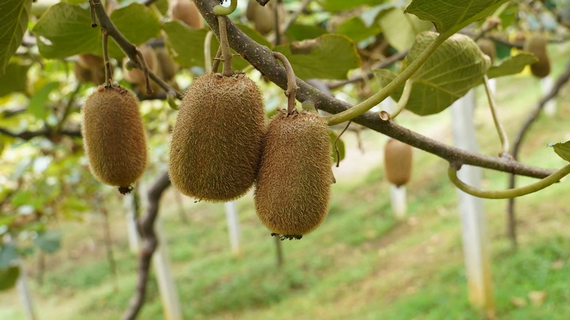個大飽滿的獼猴桃。