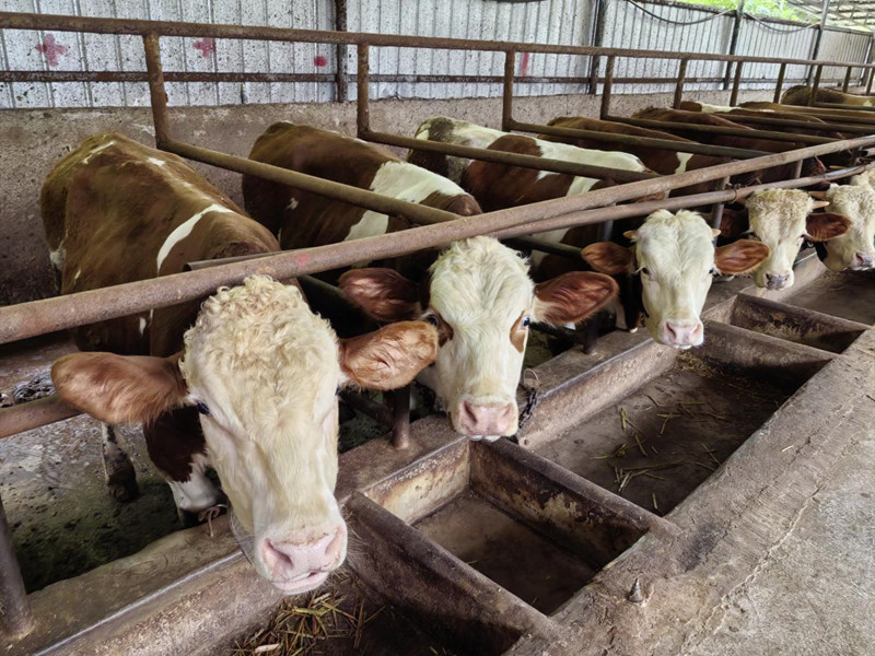 “?！碑a業蹚出鄉村全面振興“新路子”。