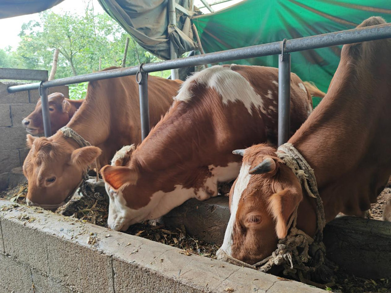 “?！碑a業蹚出鄉村全面振興“新路子”。