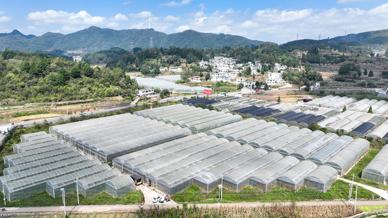 石牛村韭黃種植基地。沈建華攝