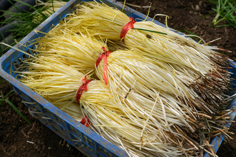 剛收割的韭黃。沈建華攝