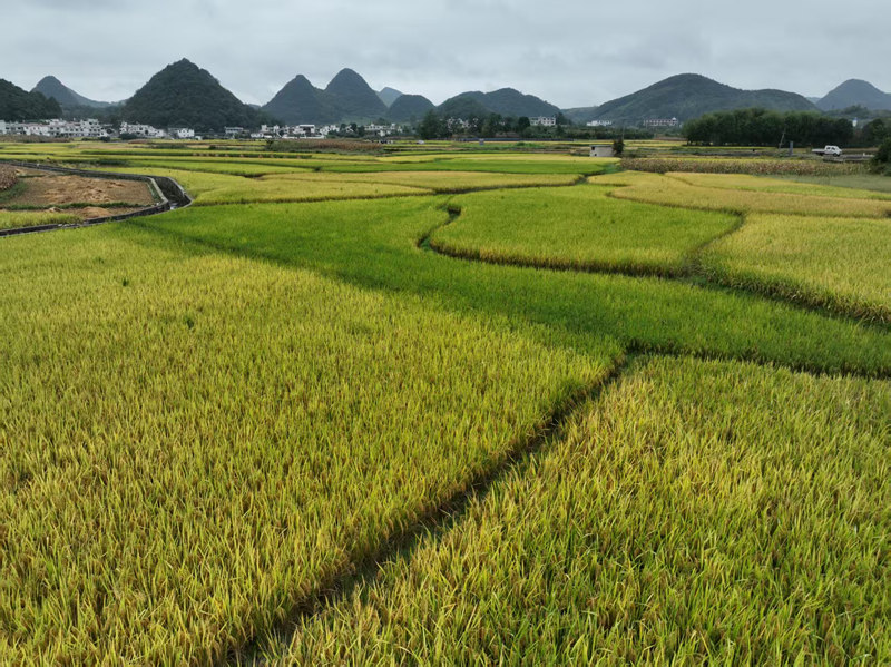 民樂村彭家寨組的連片稻田。
