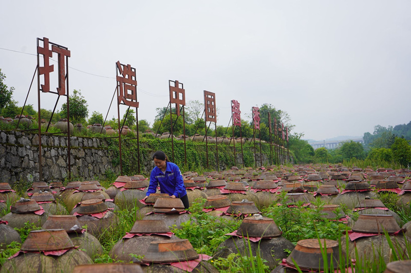 工作人員正在查看醋胚。黃源匯攝