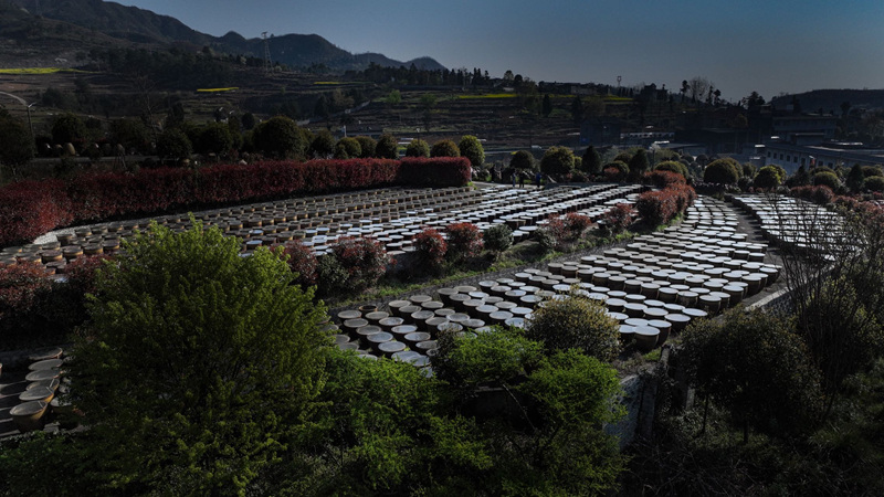 整齊排列的陶缸在薄霧中靜候陽光。金莎攝 