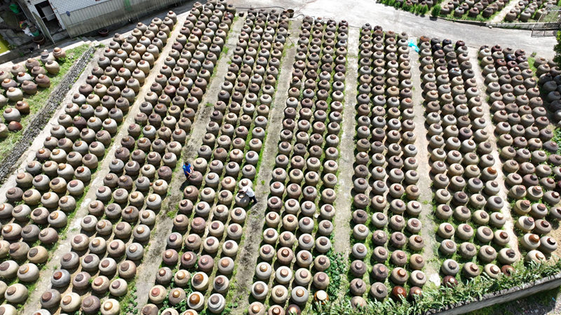 在溫邦賢的醋園里，密密麻麻的醋缸整齊排列，在陽光下靜靜發酵。金莎攝