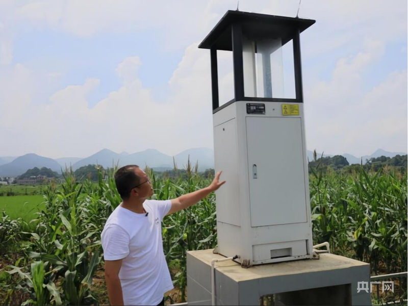 物聯網自動蟲情信息采集設備助力農業提質增效(央廣網記者 欒小琳 攝)